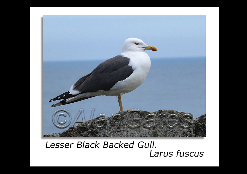 Lesser Black Backed Gull